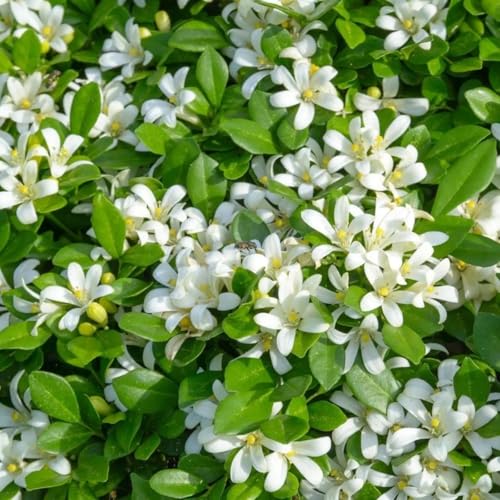 Image of Live Madhu Kamini Plant Murraya Paniculata | Fragrant Flower Plant for Home Garden Balcony | Indoor Outdoor Evergreen Plant with Pot | Orange Jasmine Live Plant a€ inch Pack of 1