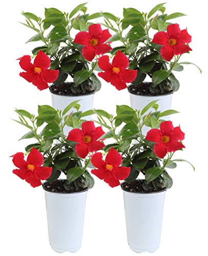 Costa Farms Live Mandevilla Outdoor Plant in 1 QT Grower Pot, 1QT, 4-Pack