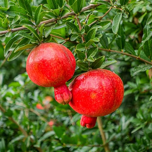 Live Pomegranate Tree, Pomegranate Tree Plant, 6-8 Inch Tall Live Sweet Pomegranate Fruit Plant, Red...