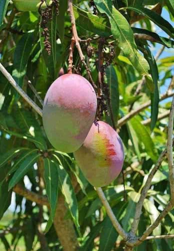 Image of Sindhri Mango Plant Hybrid 1 Healthy Live Plant (Grafted Plant, 2-3 Feet Height) PB 52