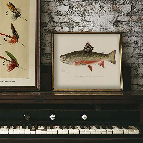 Male Brook Trout Fish Print, Vintage Fishing Poster Wall Art Decor, Brook Trout Gift For Fisherman Fisherman Gifts Fisherman Gift | C15 16X20 #TOP3