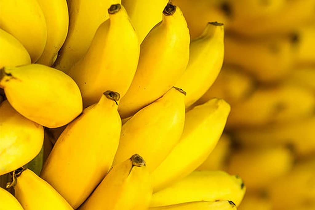 OhhSome Plant For Summer Season Banana Rhizome - Kadali Lord KrishnaS Fruit Container Herb (Healthy Live Plant) (B09L8KV192) Amazon Price History, Amazon Price Tracker