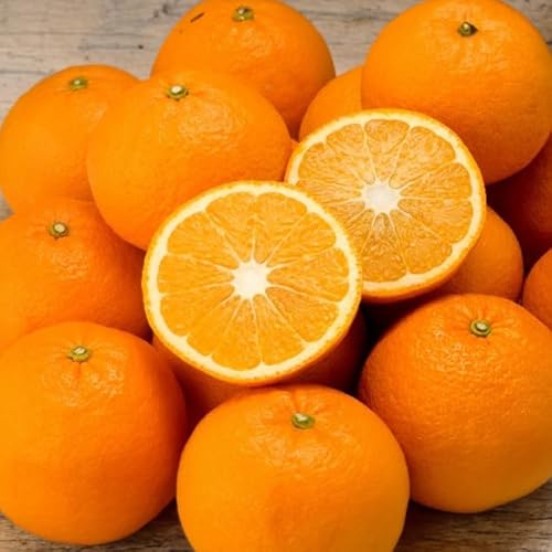 紅甘夏 10kg 国産 鹿児島県産 長島町 フルーツ 柑橘 みかん 紅甘夏 柑橘 鹿児島いずみ農業協同組合
