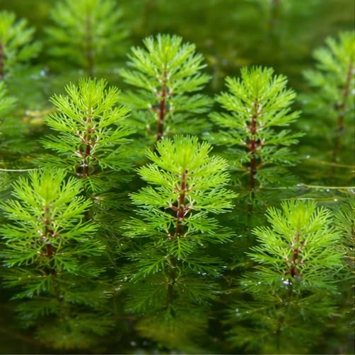 3X Weighted Bunches/15 Cutting/Myriophyllum Water Milfoil UK Hardy Pond Oxygenating Plants Native