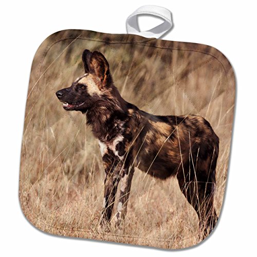 3D Rose Cape Elephant Shrew-Bushmans Kloof-South Africa-Af42 Rbe0003-Ralph H. Bendjebar Pot Holder, 8" X 8" #TOP22