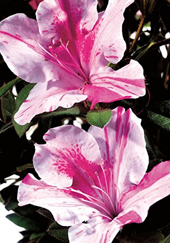 Encore Azalea Autumn Twist (1 Gallon) Pink Flowering Shrub Alive/Full Sun Live Outdoor Plant/Evergreen Plants Purple Pink Flowering Shrub - Full Sun Live Outdoor Plant #TOP1