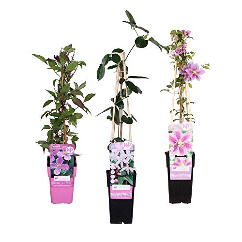 Preisvergleich Produktbild 3x Clematis"Groenblijvende Klimmer" / Rosa Clematis Winterhart Mehrjährig / Kletterpflanzen Winterhart / Höhe 55-65 cm / Topf-Ø 15 cm
