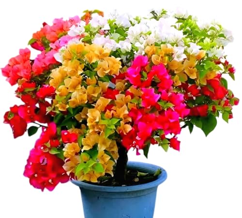 Image of HIDDEN ENTERPRISES 3- Multicolour Bougainvillea Flower Live Plant | Paper Flower Plant with Vibrant Blooms | Beautiful Indoor & Outdoor Flowering Plant | Natural and Organic (Without Pot)