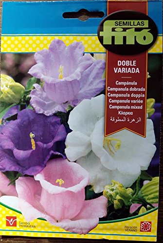Semilla Campánula doble variada - Semillas Fitó