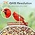 PeckCam Smart Bird Feeder with Camera 2K Live Real-Time Alert AI Identify with 32G Card DIY Attachments Camera Bird Feeder Solar Powered Wireless Outdoor Birdwatching Gift for Birds Lover, Red