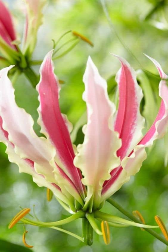 Gloriosa Sparkling Pink & White Flame Lilies - Pack of 4 Flower Bulbs - Bloom This Summer | Ships from Radha Krishna Agriculture®