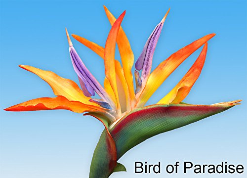 Cornhusk Veiner by World of Sugar Art