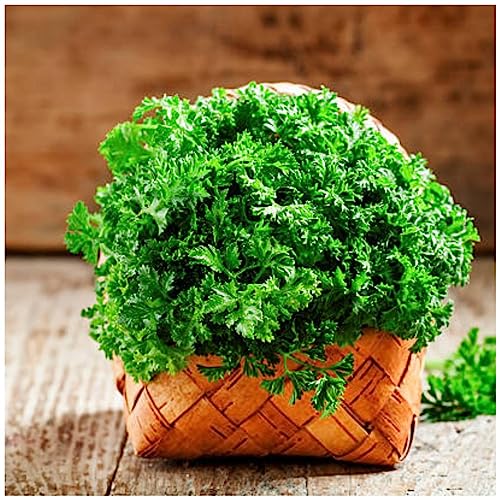 Sementes de Salsa Crespa TOPSEED