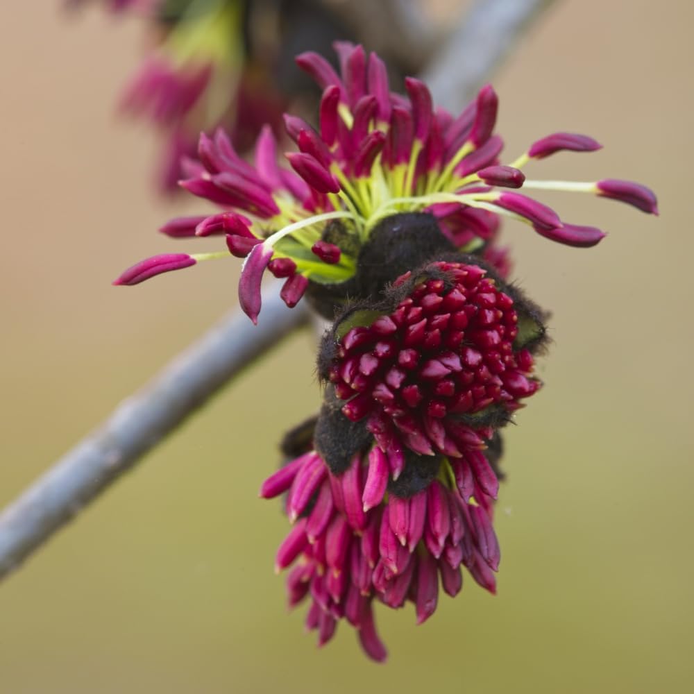 Parrotia Persica - Persian Ironwood Tree | Stunning Late Winter Crimson Flowers, Vibrant Autumn Foliage, Low Maintenance, Hardy Specimen Tree for Garden - 1x 12 Litre Pot by Thompson & Morgan