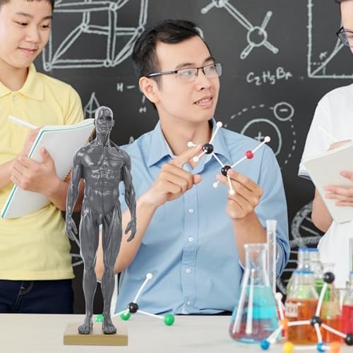 Modèle anatomique musculaire avec base stable pour enseignement