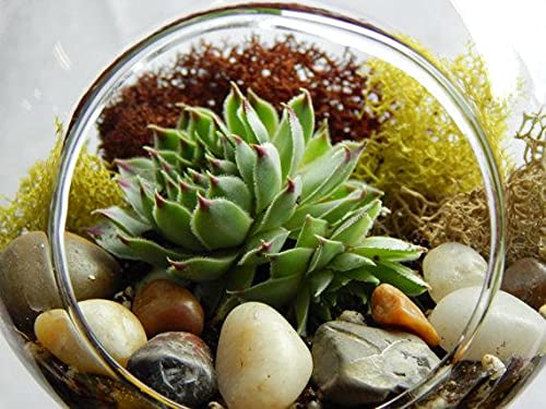 Bliss Gardens Succulent Terrarium with Moss and River Rocks / 4