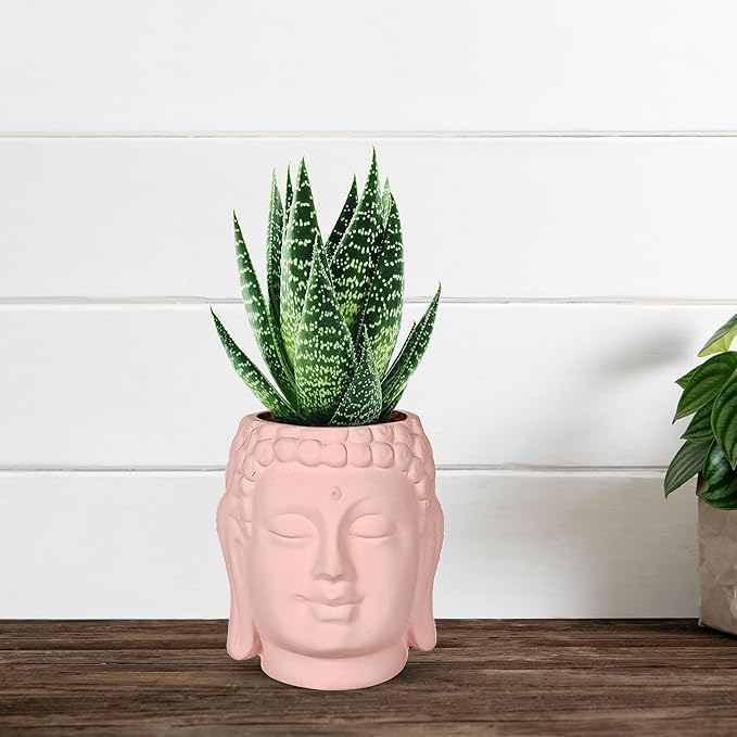 See full amazon price history chart for SHAVI DE Buddha 6 Pink Ceramic Pots for Indoor Plants, Planters, Flower, Pots, gamla,Outdoor,Balcony,Home,Round,Garden, Office Decor,Succulent(H - 15.5 X D - 16 cm)(Plants not Included) (Pink) SHAVI DE Buddha 6 Pink Ceramic Pots for Indoor Plants, Planters, Flower, Pots, gamla,Outdoor,Balcony,Home,Round,Garden, Office Decor,Succulent(H - 15.5 X D - 16 cm)(Plants not Included) (Pink) (B0CQ2YDGFT) Amazon Price History, Amazon Price Tracker