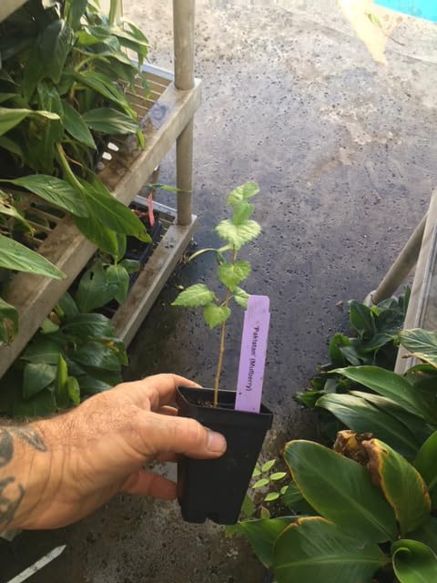 Pakistan Long Mulberry Tree - Morus Macroura - Not Dwarf