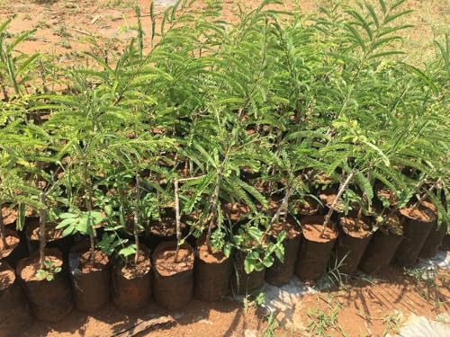 Image of Grafted Amla Plant - Indian Gooseberry Tree Hybrid Sapling for All-Season Cultivation - Pack of 1