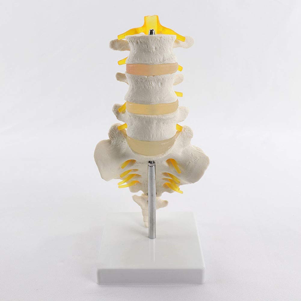 Buy Anatomical Model of Lumbar Spine 1 1 Model of Skeletal Anatomy of The Sacred Nerve of