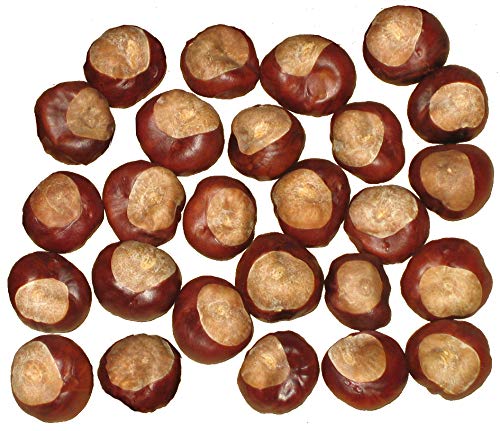 Horse Chestnuts - Quarter Size - Twenty-Five Nuts