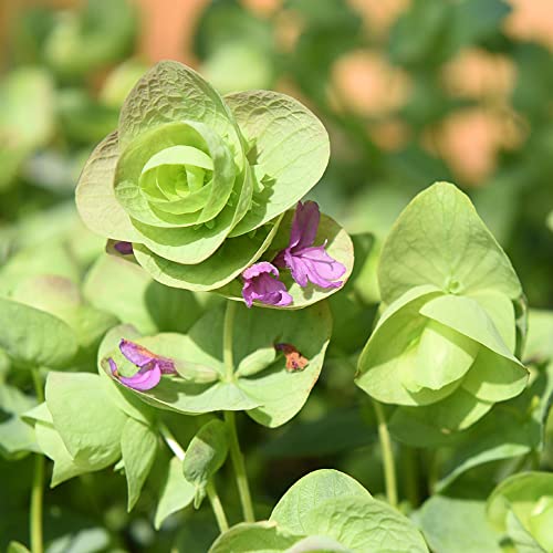 Chuxay Garden 50 Seeds Origanum 'Kirigami',Ornamental Oregano,Wild Marjoram 'Kirigami' Ornamental Oregano Flowering Herb Plant Lovely Light Purple Flowers Striking Landscaping Plant #TOP1
