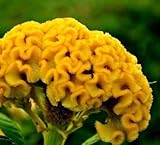 Celosia Cristata Yellow~Semillas de flores de gallo