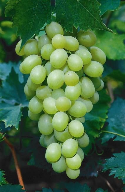 Image of GreenWorld Special Sweet Green Grape Plant (PACK OF 1) Healthy /Angoor Live Plant.