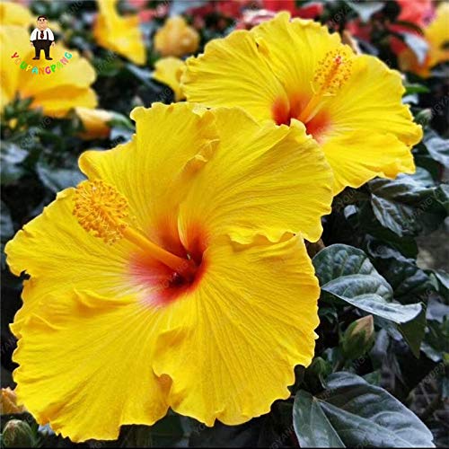 Saponaria (Saponaria) - blanco - 100 Semillas -