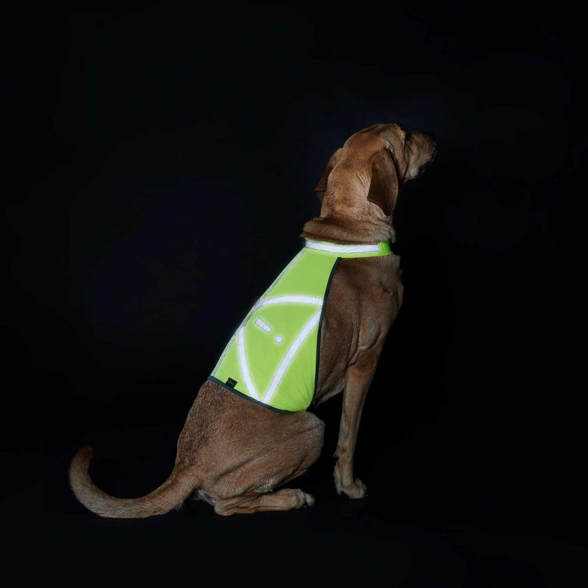 HUNTER Warnweste für Hunde, vielseitig einstzbar, höhere Sichtbarkeit, stufenlos verstellbar, wasser- und schmutzabweisend, waschbar, Größe: M