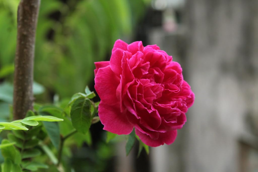 Nattu Rose Plant|Nadan Rose Plant|Nattu Roja Chedi| Desirose Plant|Damascus Rose Plant|Scented Rose Plant (B0CSYZ1V6V) Amazon Price History, Amazon Price Tracker