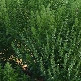 Mountain Valley Seed Co Fino Verde Basil Seeds 2 Gram 1,250 Seeds Heirloom