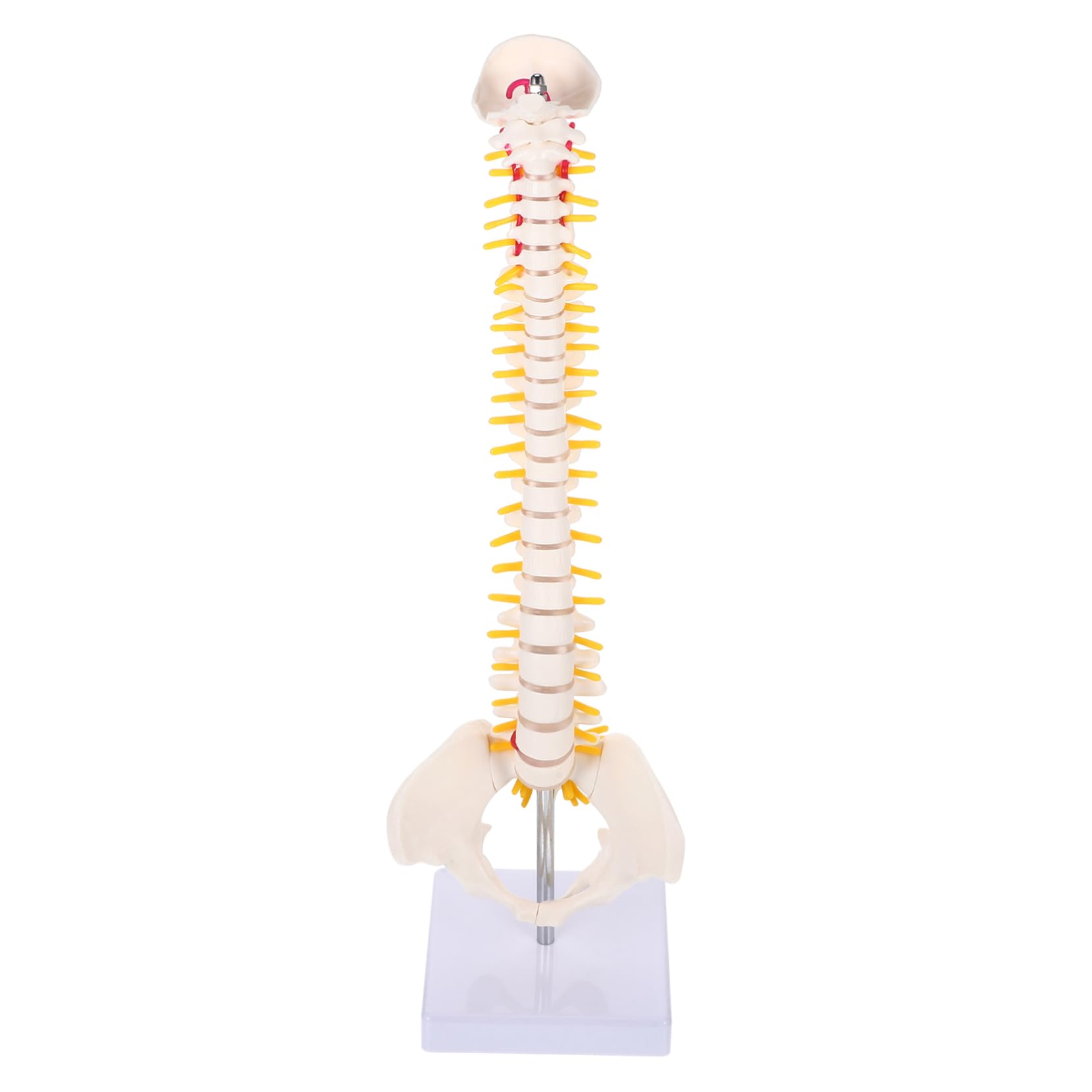 Modello Anatomico di Colonna Vertebrale in Pvc Bianco da 45cm Superficie Liscia e Dettagli Anatomici per Studio e Esposizione Didattica