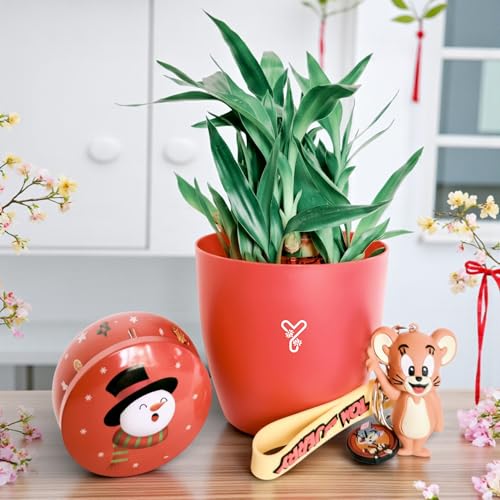 Image of Lucky Bamboo Live Indoor Plant - with Premium Glass /Acrylic Vase and White Rive | Low Maintenance Feng Shui & Vastu Good Luck Plant for Home and Office Decor (Retuen gift)