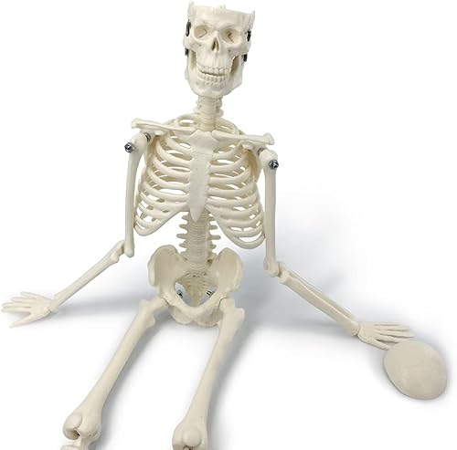 Miniatura 5 de Merinden Mini modelo de esqueleto humano modelo de huesos humanos pequeños de 1772 pulgadas con brazos piernas y soporte movibles para estudiantes