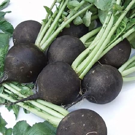 Radish R333 - Black radish radish seeds- (100 per packet)