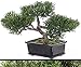 Produktbild kunstpflanzen-discount.com Bonsai Ceder, ca. 113 Blätter, mit Schale, 23cm, künstlicher Bonsai Baum