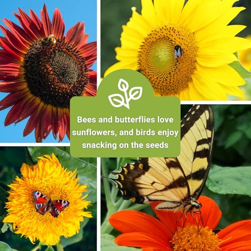 Sow Right Seeds - Large Sunflower Seed Collection for Planting Garden by Sow Right Seeds - Used condition - Image 5