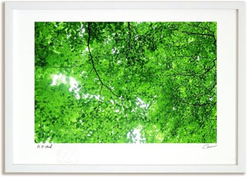絵画のような質感[アートフォト]木漏れ日(2014) LLサイズ [11246-0326]