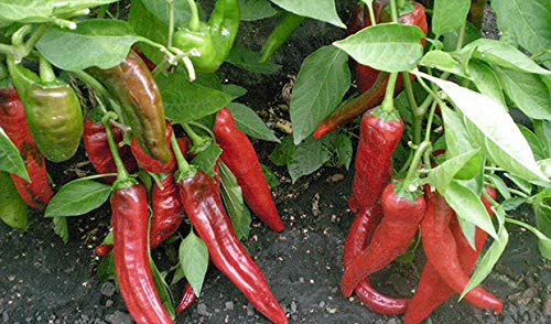 Seeds Fire Hot Pepper Chili Heirloom Vegetable For Planting Non Gmo #TOP3