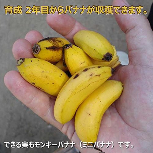 Amazon｜ハッピーガーデン 父の日 果樹 ギフト ドワーフモンキー