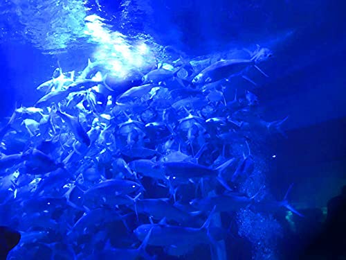 BLUERICE Localizador de peixes submersíveis, luz de isca subaquática, lâmpada de atração de peixes,