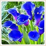 Calla-Lilien werden als Zimmer- und Gartenpflanzen verwendet und haben eine ungewöhnlich lange Lebensdauer. Besonders wirkungsvoll sind sie, wenn sie in Gruppen innerhalb eines Beetes oder in Töpfen gepflanzt und über den Garten verteilt werden.