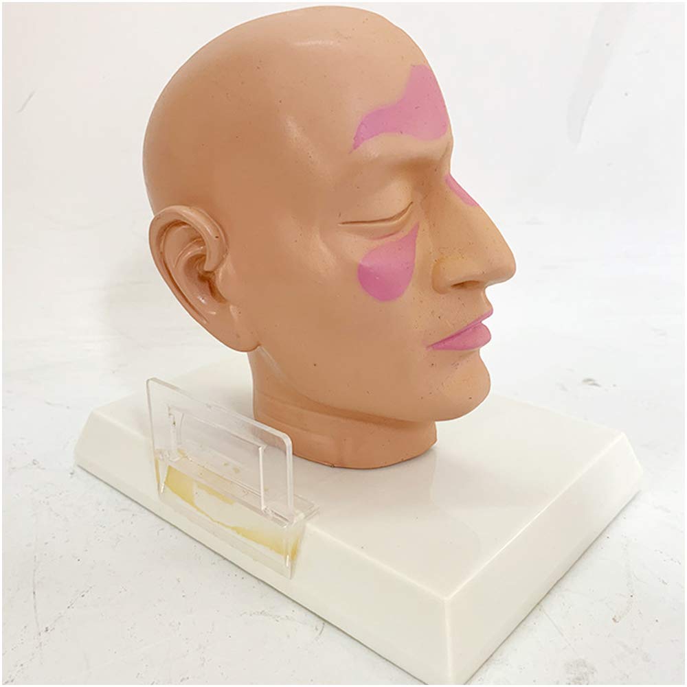 Testa Modello Anatomico - Modello di Faccia A Mezza Testa Anatomica Umana - Modello Anatomico Scientifico per Mezza Testa Fatta - per Insegnamento Medico Aiuto di Formazione Educativa