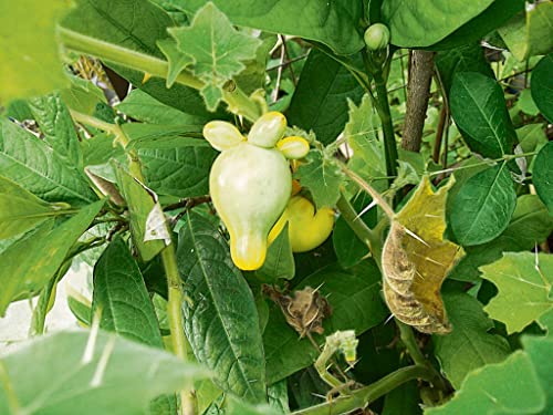 Moccurod 20Pcs Nipple Fruit Seeds Cow Udder Titty Solanum Mammosum Seeds #TOP3