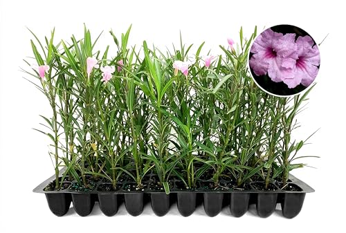 Mexican Petunia Pink | 3 Live Plants | Ruellia Brittoniana