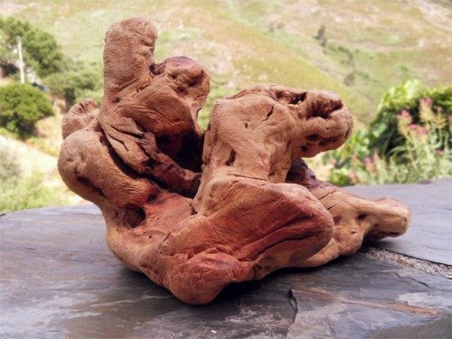 TORGAS® Kauwurzel - Original aus Portugal - Größe XL für große Hunde