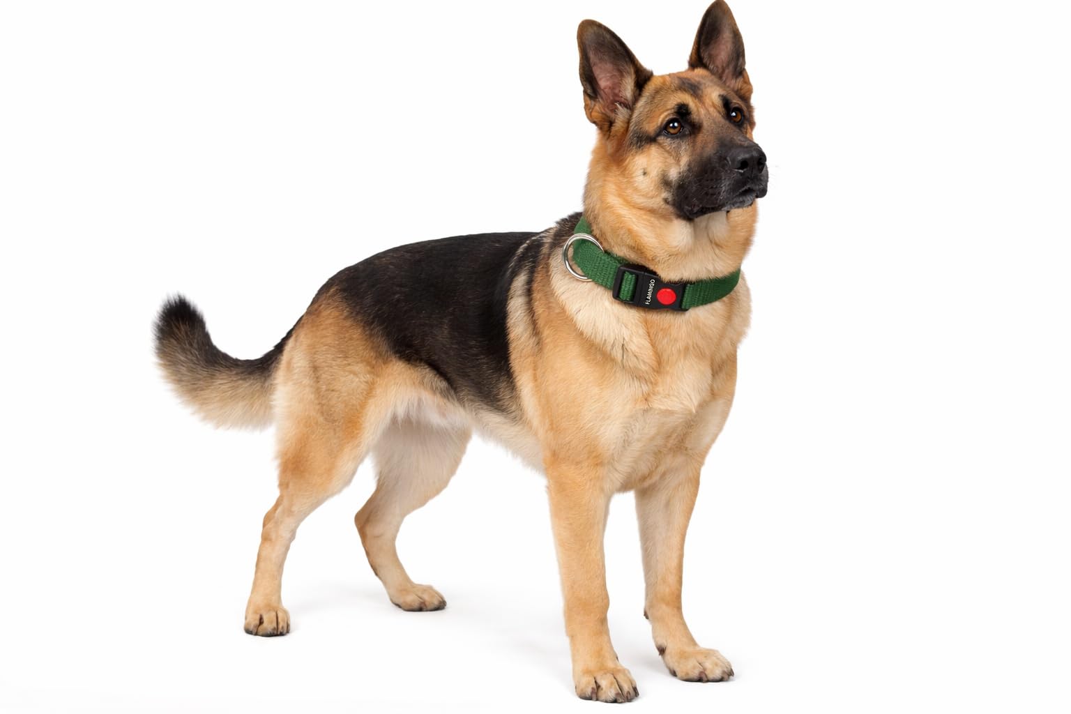 Geschirre, Halsbänder & Leinen für Hunde