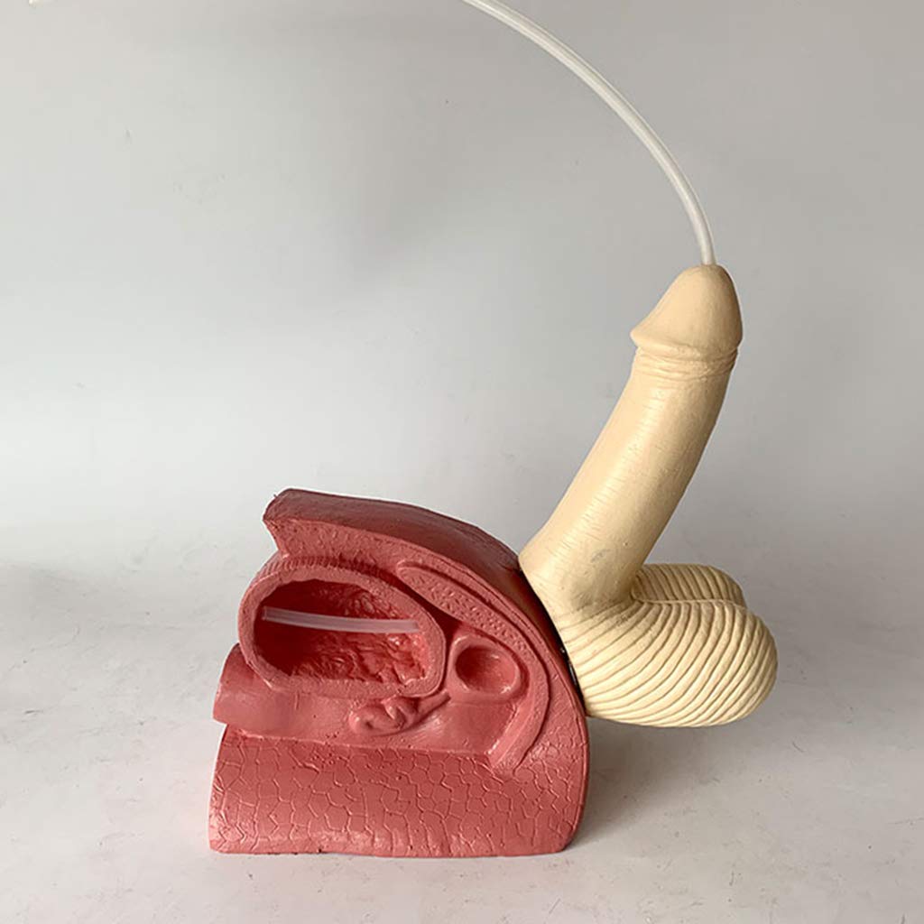 Modèle de cathétérisme Huili - Modèle de Structure reproductrice Interne et Externe de l'urètre Masculin - Modèle de Pratique de Chirurgie médicale de cathétérisme d'intubation