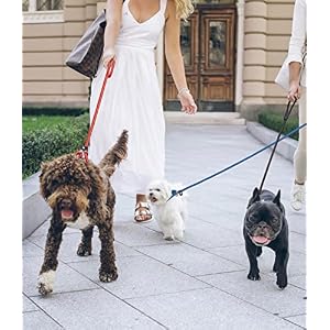 5pcs Slip Lead Dog Leash,Strong Nylon Rope Leash,Training Leash for Large Medium and Small Dogs 5pcs Slip Lead Dog Leash,Strong Nylon Rope Leash,Training Leash for Large Medium and Small Dogs